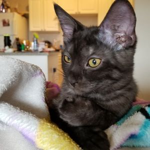 Meet your Posher, April